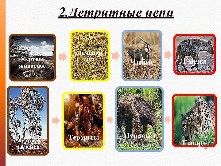 2. Детритные цепи Мертвое животное Мертвые растения Личинки мух Термиты Чибис Муравьед Гиена Гепард