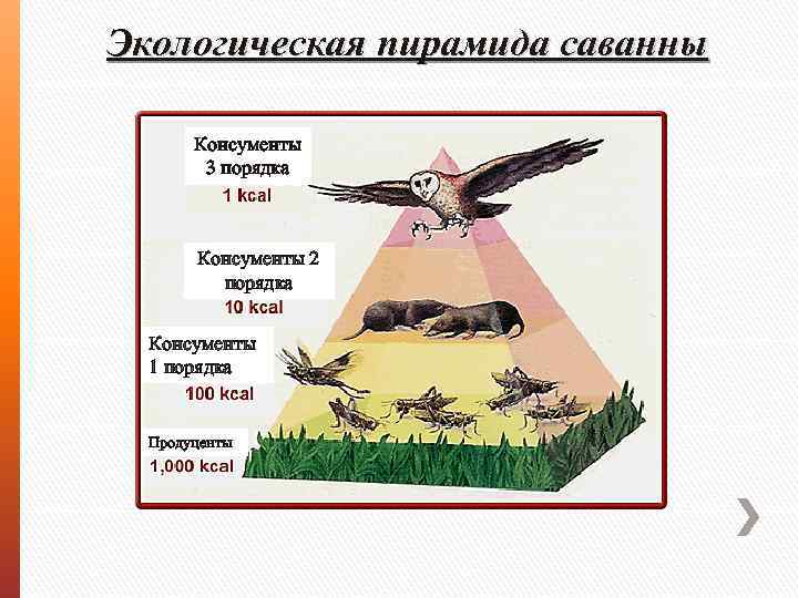 Консумент второго порядка. Экологическая пирамида консументы. Консумент 1 порядка консумент 2 порядка консумент 3 порядка. Типы экологических пирамид. Экологическая пирамида саванны.