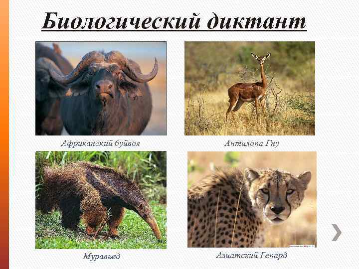 Биологический диктант Африканский буйвол Антилопа Гну Муравьед Азиатский Гепард 