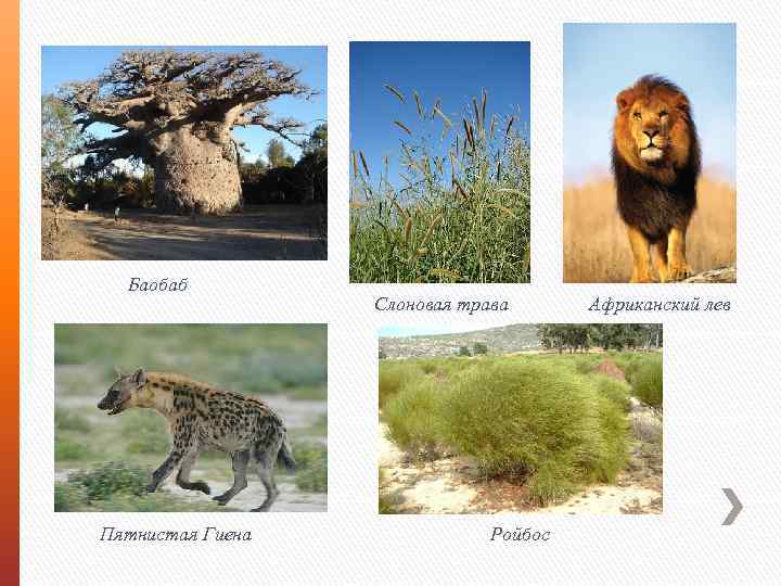 Баобаб Пятнистая Гиена Слоновая трава Ройбос Африканский лев 