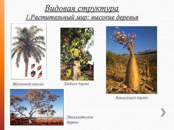 Видовая структура 1. Растительный мир: высокие деревья Масличная пальма Хлебное дерево Бутылочное дерево Эвкалиптовое