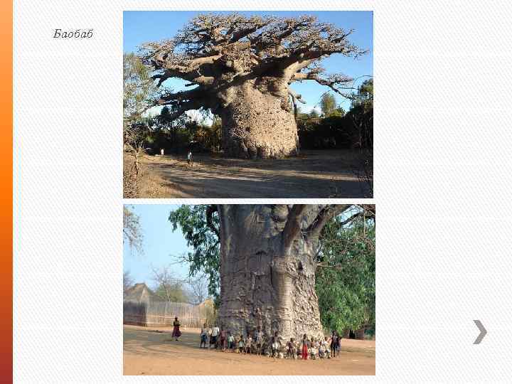 Баобаб 