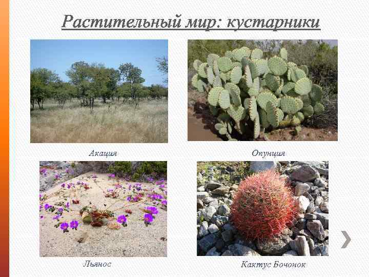 Растительный мир: кустарники Акация Льянос Опунция Кактус Бочонок 