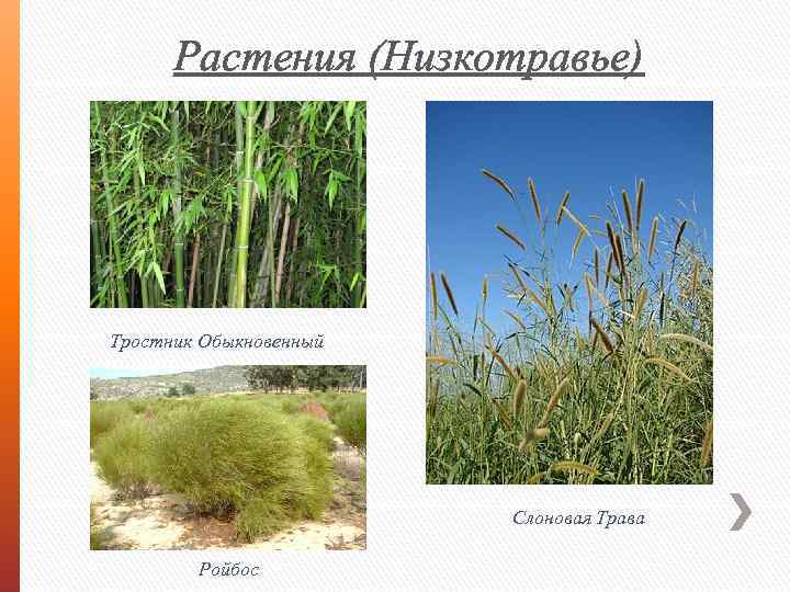 Растения (Низкотравье) Тростник Обыкновенный Слоновая Трава Ройбос 