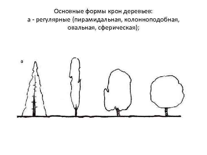 Основные формы крон деревьев: а - регулярные (пирамидальная, колонноподобная, овальная, сферическая); 