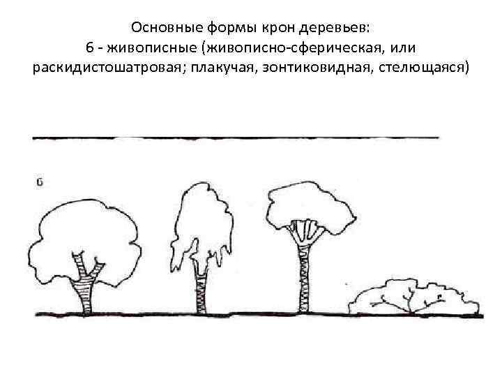 Основные формы крон деревьев: 6 - живописные (живописно-сферическая, или раскидистошатровая; плакучая, зонтиковидная, стелющаяся) 