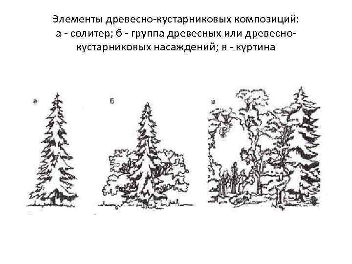 Элементы древесно-кустарниковых композиций: а - солитер; б - группа древесных или древеснокустарниковых насаждений; в