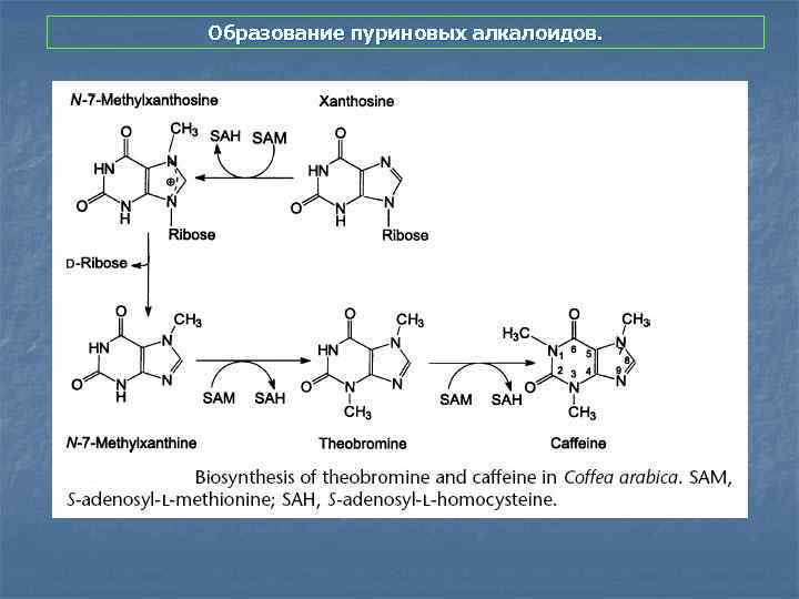 Образование пуриновых алкалоидов. 