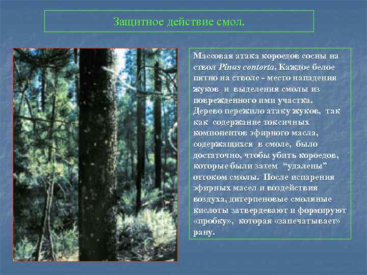 Защитное действие смол. Массовая атака короедов сосны на ствол Pinus contorta. Каждое белое пятно