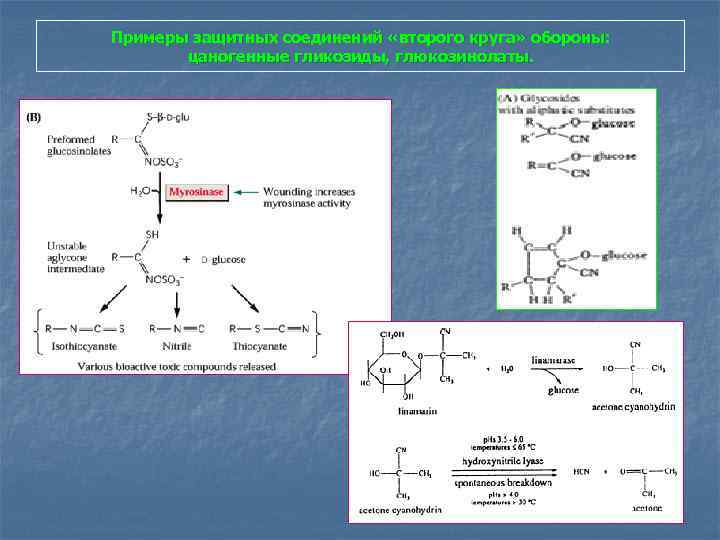 Примеры защитных соединений «второго круга» обороны: цаногенные гликозиды, глюкозинолаты. 
