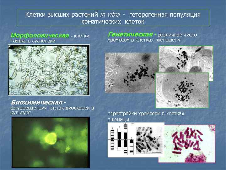 Клетки высших растений in vitro - гетерогенная популяция соматических клеток Морфологическая - клетки табака