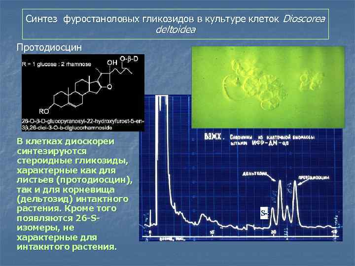 Синтез фуростаноловых гликозидов в культуре клеток Dioscorea deltoidea Протодиосцин В клетках диоскореи синтезируются стероидные
