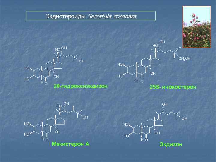 Экдистероиды Serratula coronata HO HO OH OH HO HO HO НО OH H O