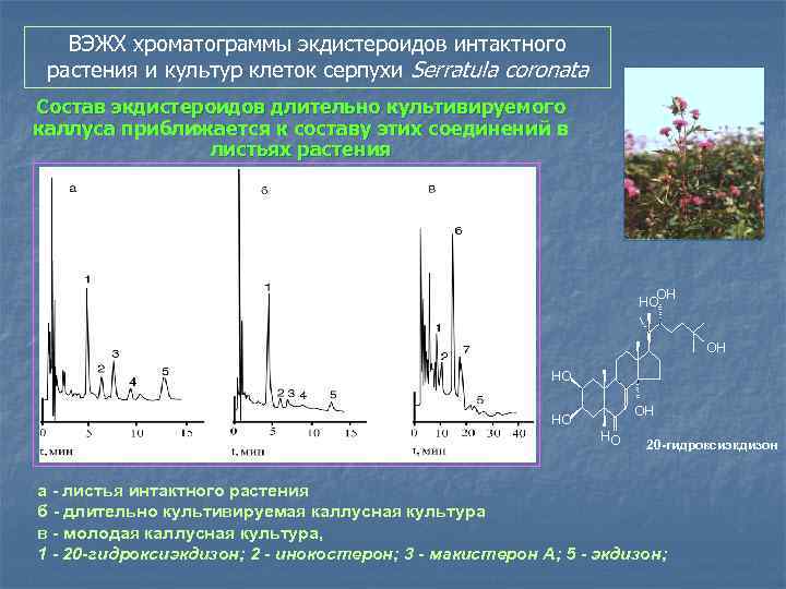 ВЭЖХ хроматограммы экдистероидов интактного растения и культур клеток серпухи Serratula coronata Состав экдистероидов длительно