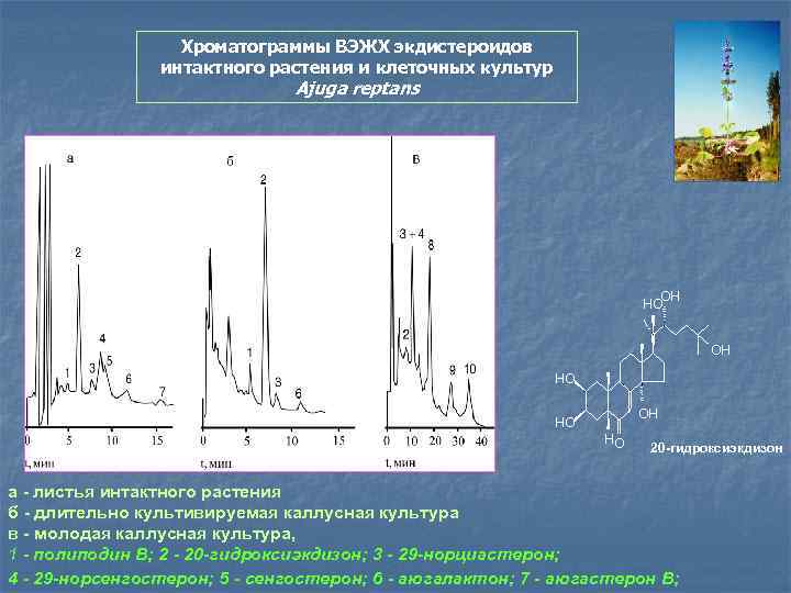 Хроматограммы ВЭЖХ экдистероидов интактного растения и клеточных культур Ajuga reptans OH HO HO 20