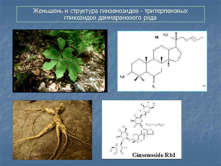 Женьшень и структура гинзенозидов - тритерпеновых гликозидов даммаранового ряда 