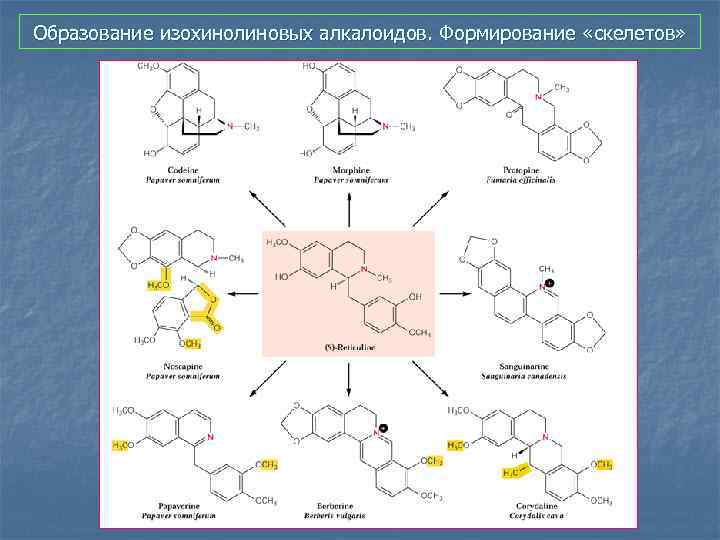 Образование изохинолиновых алкалоидов. Формирование «скелетов» 