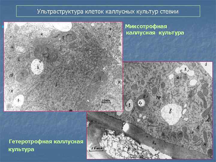 Ультраструктура клеток каллусных культур стевии Миксотрофная каллусная культура n Гетеротрофная каллусная культура 