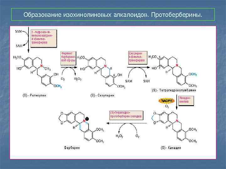 Образование изохинолиновых алкалоидов. Протоберберины. 