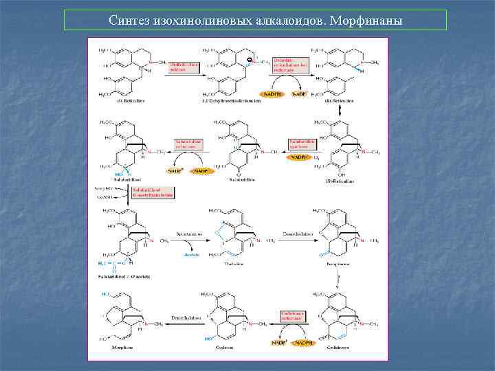 Синтез изохинолиновых алкалоидов. Морфинаны 