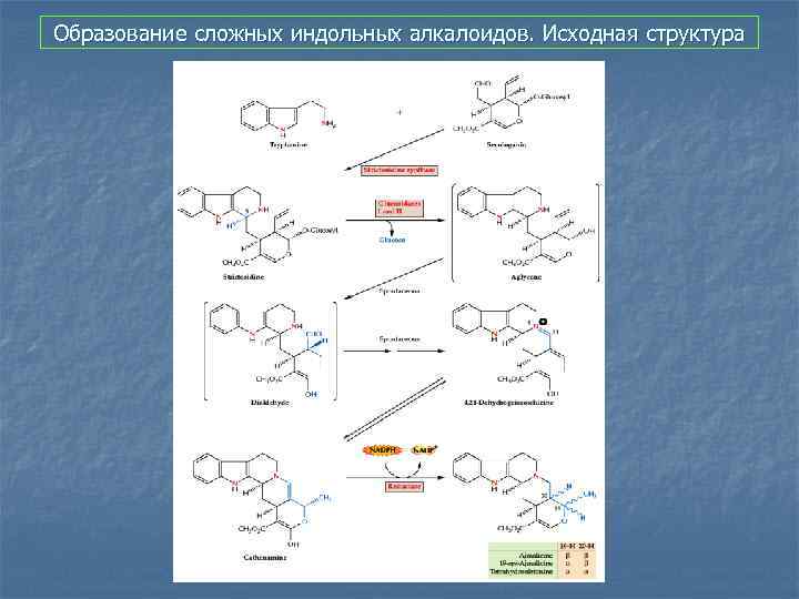 Образование сложных индольных алкалоидов. Исходная структура 