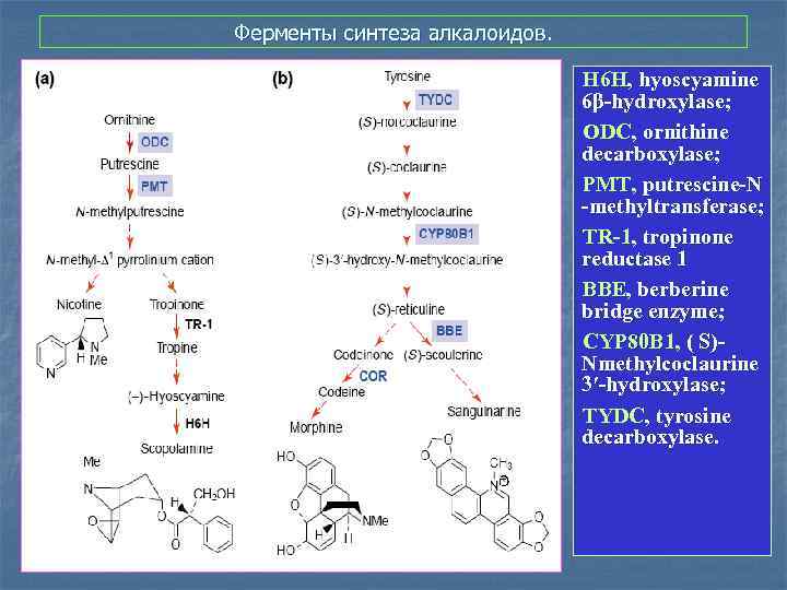 Ферменты синтеза алкалоидов. H 6 H, hyoscyamine 6β-hydroxylase; ODC, ornithine decarboxylase; PMT, putrescine-N -methyltransferase;
