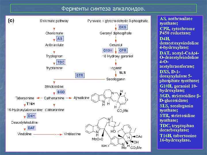 Ферментативный синтез