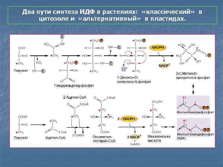 Два пути синтеза ИДФ в растениях: «классический» в цитозоле и «альтернативный» в пластидах. 