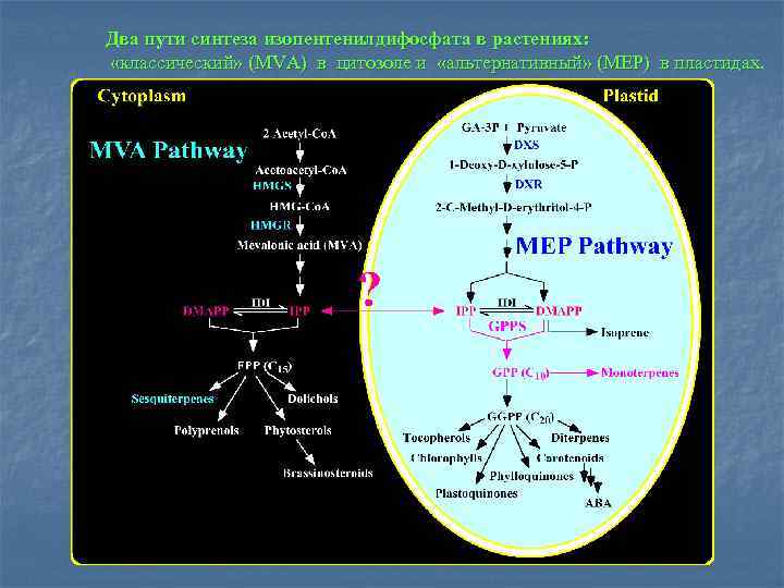 Два пути синтеза изопентенилдифосфата в растениях: «классический» (MVA) в цитозоле и «альтернативный» (MEP) в