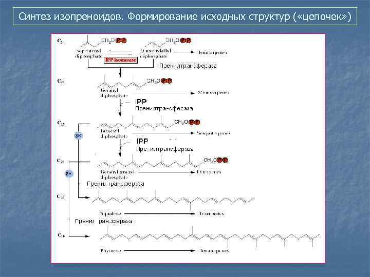 Синтез изопреноидов. Формирование исходных структур ( «цепочек» ) 