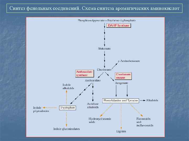 Синтез фенольных соединений. Схема синтеза ароматических аминокислот 