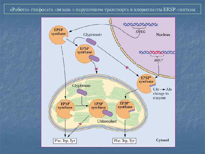  «Работа» глифосата связана с нарушением транспорта в хлоропласты ERSP-синтазы 