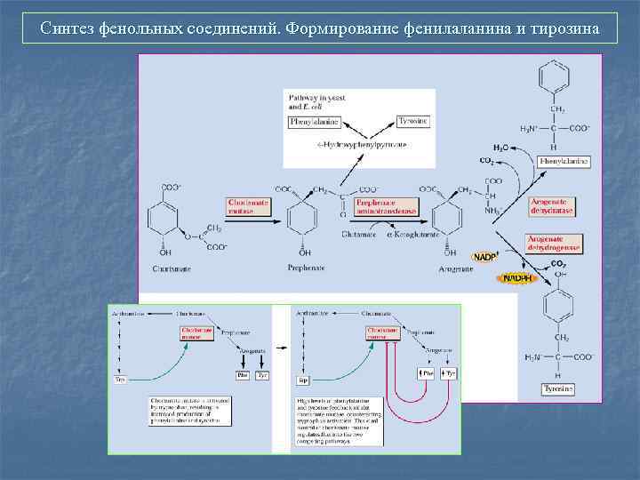 Синтез фенольных соединений. Формирование фенилаланина и тирозина 