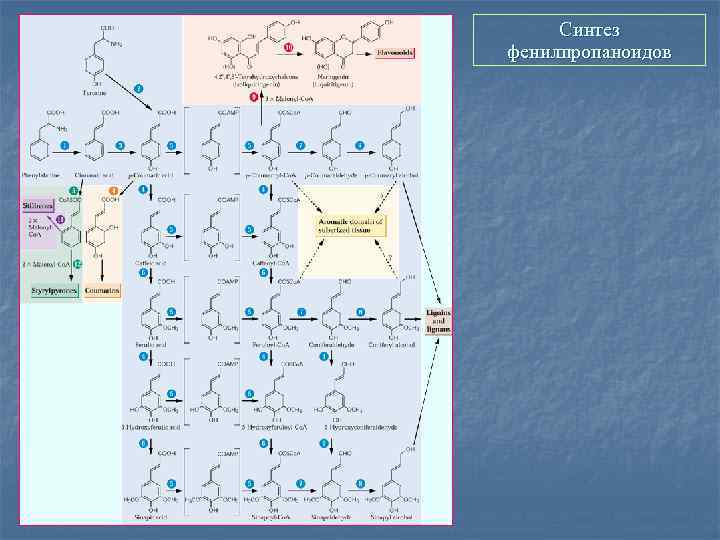 Синтез фенилпропаноидов 