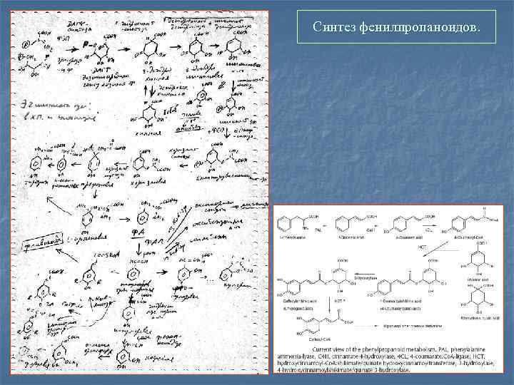 Синтез фенилпропаноидов. 