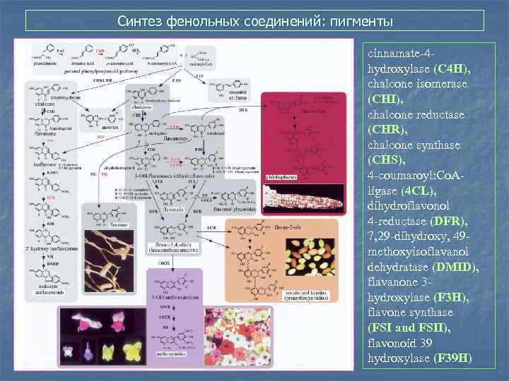 Синтез фенольных соединений: пигменты cinnamate-4 hydroxylase (C 4 H), chalcone isomerase (CHI), chalcone reductase