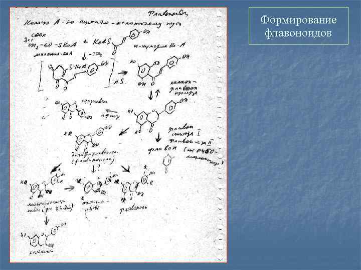 Формирование флавоноидов 