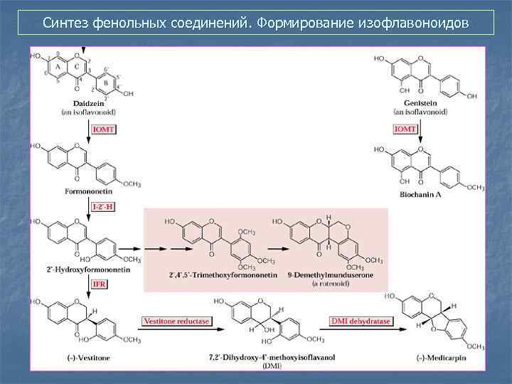 Синтез фенольных соединений. Формирование изофлавоноидов 