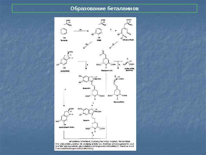 Образование беталаинов 