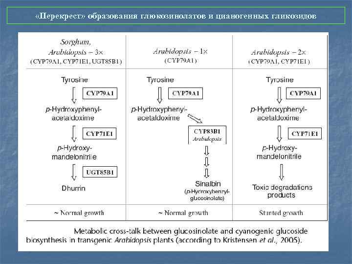  «Перекрест» образования глюкозинолатов и цианогенных гликозидов 