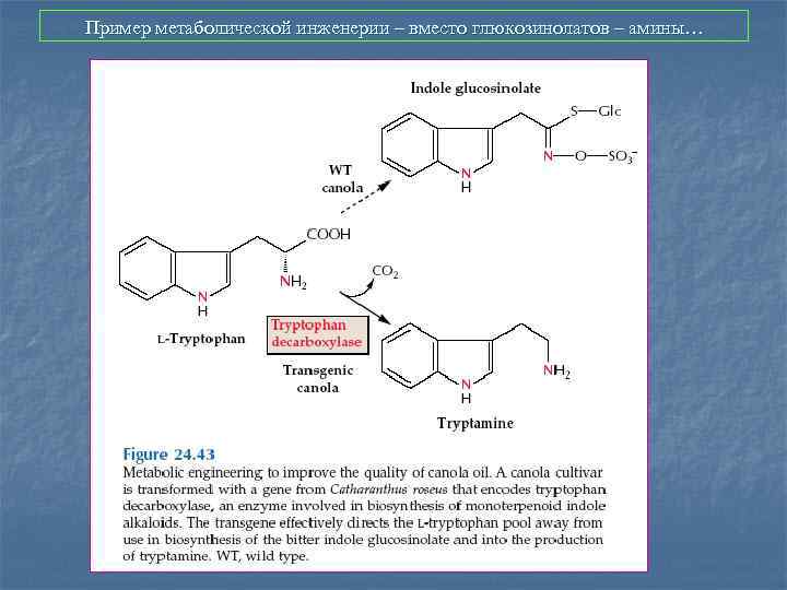Пример метаболической инженерии – вместо глюкозинолатов – амины… 