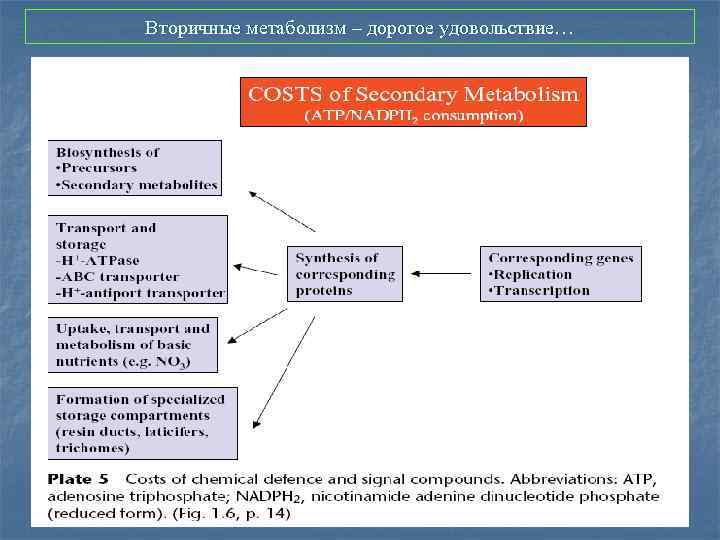 Вторичные метаболизм – дорогое удовольствие… 