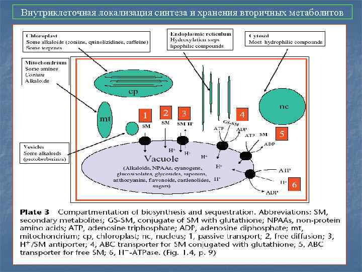 Внутриклеточная локализация синтеза и хранения вторичных метаболитов 