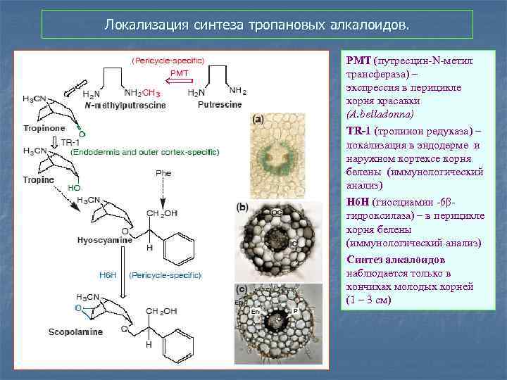 Локализация синтеза тропановых алкалоидов. PMT (путресцин-N-метил трансфераза) – экспрессия в перицикле корня красавки (A.