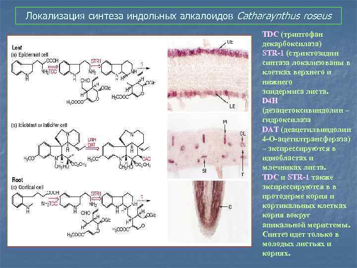 Локализация синтеза индольных алкалоидов Catharaynthus roseus TDC (триптофан декарбоксилаза) STR-1 (стриктозидин синтаза локализованы в