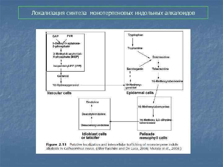 Локализация синтеза монотерпеновых индольных алкалоидов 