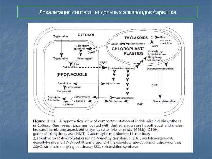 Локализация синтеза индольных алкалоидов барвинка 