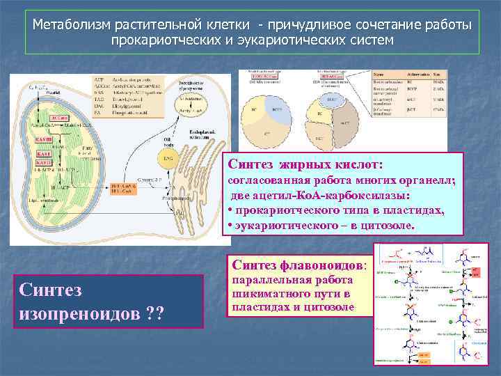 Метаболизм растительной клетки - причудливое сочетание работы прокариотческих и эукариотических систем Синтез жирных кислот: