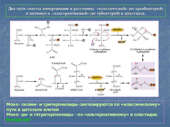 Два пути синтеза изопреноидов в растениях: «классический» (от архебактерий) в цитозоле и «альтернативный» (от