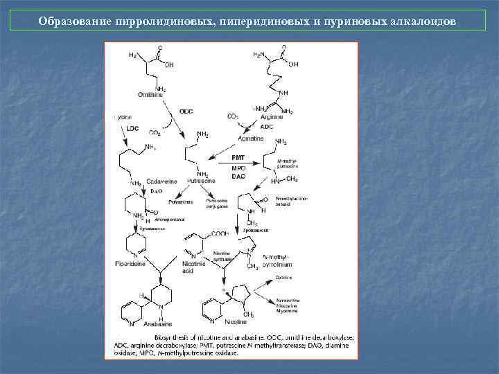 Образование пирролидиновых, пиперидиновых и пуриновых алкалоидов 